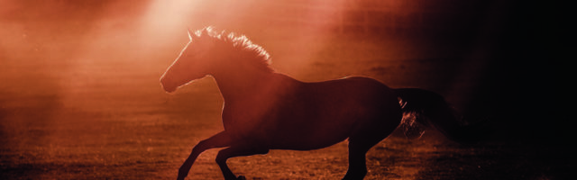 Pferd im Galopp im Sonnenuntergang Freilauf in Bewegung auf Wiese Weide Gegenlicht Pferd galoppiert im gegenlicht bei sonnenuntergang auf wiese weide frei im freilauf in bewegung sonnenstrahlen freie wildnis silhouette kontur 