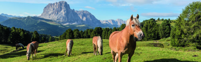 Dolomiten Im UNESCO Welt Naturerbe Naturpark Puez Geisler Haflinger Pferde vor dem Langkofel Wolken Dolomiten Im UNESCO Welt-Naturerbe Naturpark Puez-Geisler.Haflinger Pferde vor dem Langkofel. Wolkenstein S¸dtirol Italien *** Dolomites In the UNESCO World Natural Heritage Natural Park Puez Geisler Haflinger Horses in front of the Sassolungo Selva South Tyrol Italy Copyright: argumx/xThomasxEinberger 