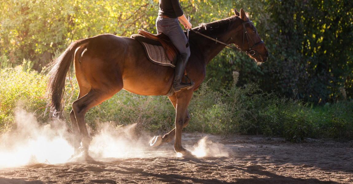 Young pretty girl - riding a horse with backlit leaves behind Young pretty girl - riding a horse with backlit leaves behind 