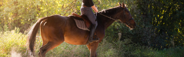 Young pretty girl - riding a horse with backlit leaves behind Young pretty girl - riding a horse with backlit leaves behind 