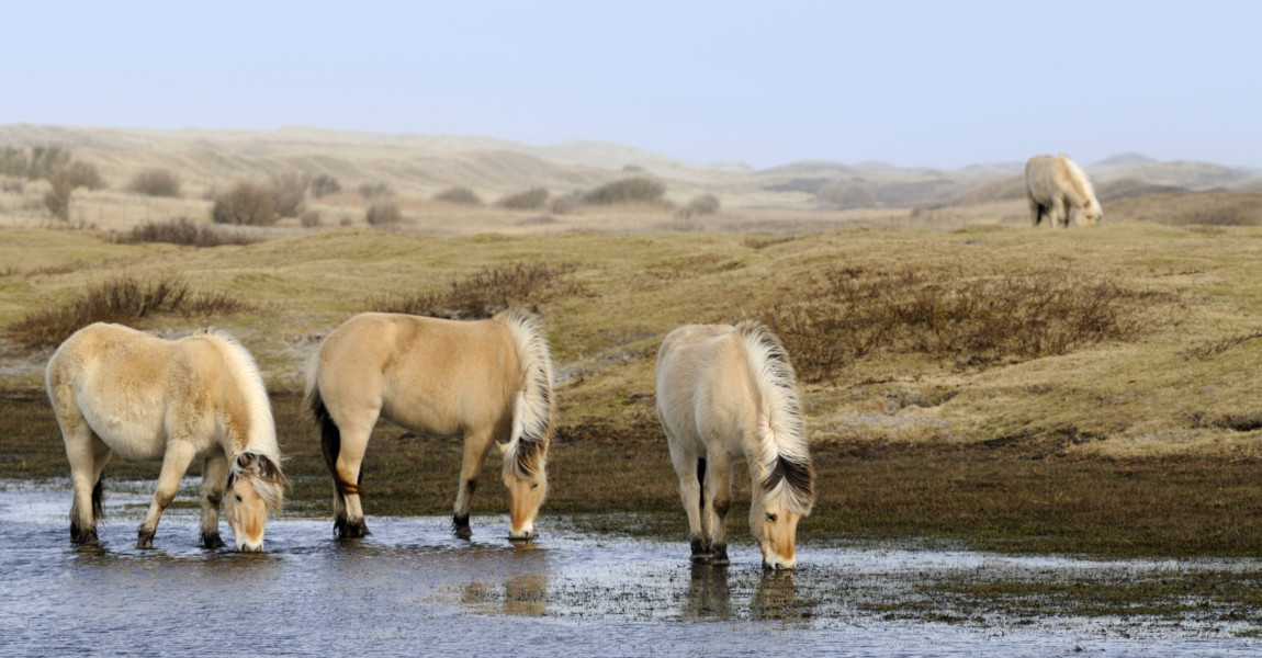 imago0058305551h Bildnummer: 58305551 Datum: 17.07.2012 Copyright: imago/blickwinkel Norwegisches Fjordpferd, Norweger, Fjordpferd, Fjordpony (Equus przewalskii f. caballus), trinken an einer Wasserstelle in den Duenen, Niederlande, Texel Fjord horse, Norwegian horse (Equus przewalskii f. caballus), standing in a lake in the dunes drinking, Netherlands, Texel BLWS304477 x0x xkg 2012 quer Querformat Europa europaeisch Westeuropa westeuropaeisch Niederlande Holland niederlaendisch hollaendisch Friesland friesisch Texel niederlaendische niederlaendisches niederlaendischer hollaendische hollaendischer hollaendisches Tier Tiere Saeugetier Saeugetiere Huftier Huftiere Unpaarhufer Pferd Pferde Pferderasse Pferderassen Rasse Rassen Rassepferd Rassepferde Wasser trinken trinkend trinkende trinkender trinkendes trinkt im Wasser stehen stehend stehende stehender stehendes steht Durst durstig durstige durstiger durstiges Gewaesser Stillgewaesser See Seen Teich Teiche Seitenansicht von der Seite seitlich Duene Duenen Sandduene Sandduenen Duenenlandschaft Duenenlandschaften Herde Herden Pferdeherde Pferdeherden Gruppe Gruppen Norwegisches Fjordpferd Norweger Fjordpferd Fjordpony Norwegische Fjordpferde Fjordpferde Fjordponys Tuempel horizontal format Europe European Western Europe Western European Netherlands Dutch animal animals mammal mammals odd-toed ungulates perissodactyls domestic horse domestic horses horse horses breed of horse horse breed breed breeds water drinking drinks in water aquatic standing stands thirst thirsty group groups lake lakes pond ponds side view lateral dune dunes sand dune sand dunes herd of horses herds of horses 58305551 Date 17 07 2012 Copyright Imago Angle Norwegian Fjord horse Norwegians Fjord horse Fjord pony Equus przewalskii F caballus drink to a Water body in the Dunes Netherlands Texel Fjord Horse Norwegian Horse Equus przewalskii F caballus thing in a Lake in The Dunes Drinking Netherlands Texel x0x xkg 2012 horizontal Landscape Europe Eisch Europe We 