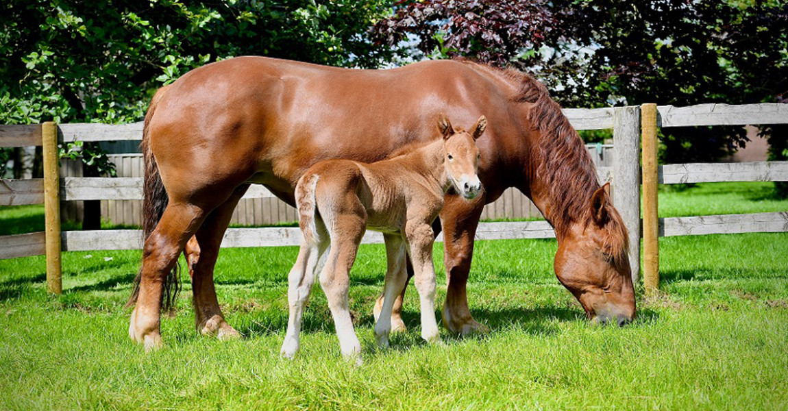 Mare-and-Foal-for-web 