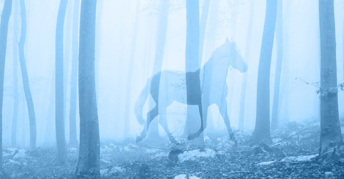 Horse in the fantasy blue colored foggy fairytale forest landscape. Double exposure technique used. Horse in the fantasy blue colored foggy fairytale forest landscape. Double exposure technique used. 