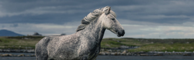 Eriskay-Stute-Bonnie2 