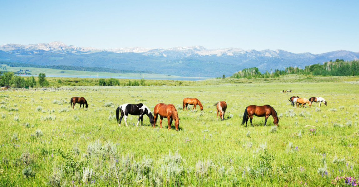 Horses grazing in Montana pastures Horses grazing in Montana pastures with the rockies in the background. 