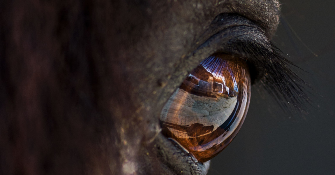 Close-Up Of Reflection In Horse Eye 