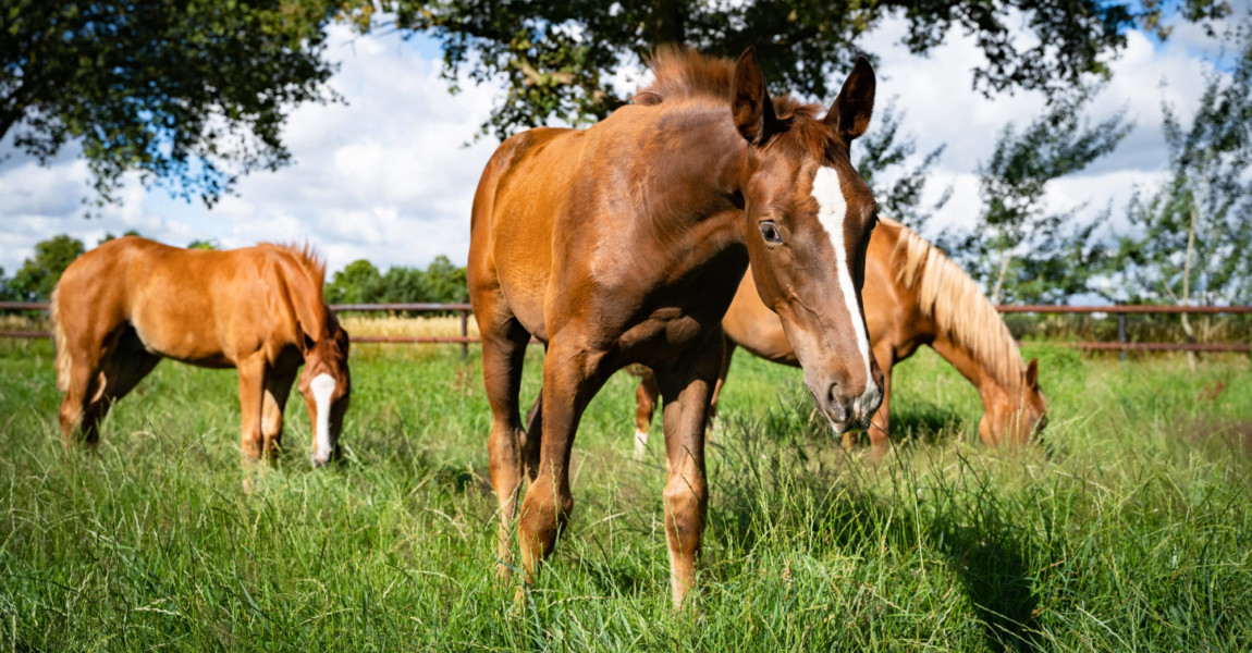 Pferdezucht und Pferdehaltung, Fohlen auf einer Sommerweide. Zucht und Haltung von Hannoveraner Pferden auf einem Pferde Pferdezucht und Pferdehaltung, Fohlen auf einer Sommerweide. Zucht und Haltung von Hannoveraner Pferden auf einem Pferdehof in Norddeutschland. Landwirtschaftliches Symbolfoto. Landkreis Münster NRW Deutschland *** Breeding and keeping of horses, foals on a summer pasture Breeding and keeping of Hanoverian horses on a horse farm in Northern Germany Agricultural symbol photo District of Münster NRW Germany 