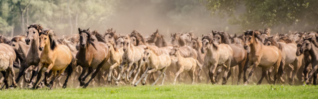 Herd,Of,Duelmen,Ponies,Mares,With,Foals,Running,Together,At 