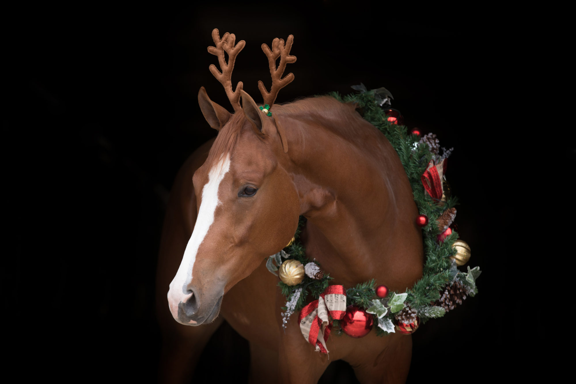 Frohe Weihnachten wünscht die Mein PferdRedaktion Mein Pferd Mein