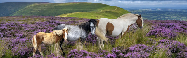 Wild horses in the heather (Calluna Vulgaris) of the Black Mountains, Brecon Beacons national park, Wales 