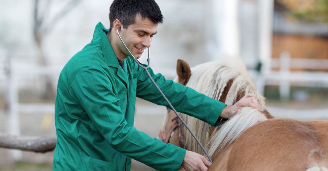 Veterinarian with pony horse Young veterinarian examining pony horse with stethoscope on the ranch 