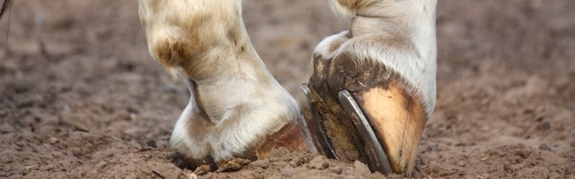 Horse hoofs with horseshoe close up Black horse hoofs with horseshoe close up 