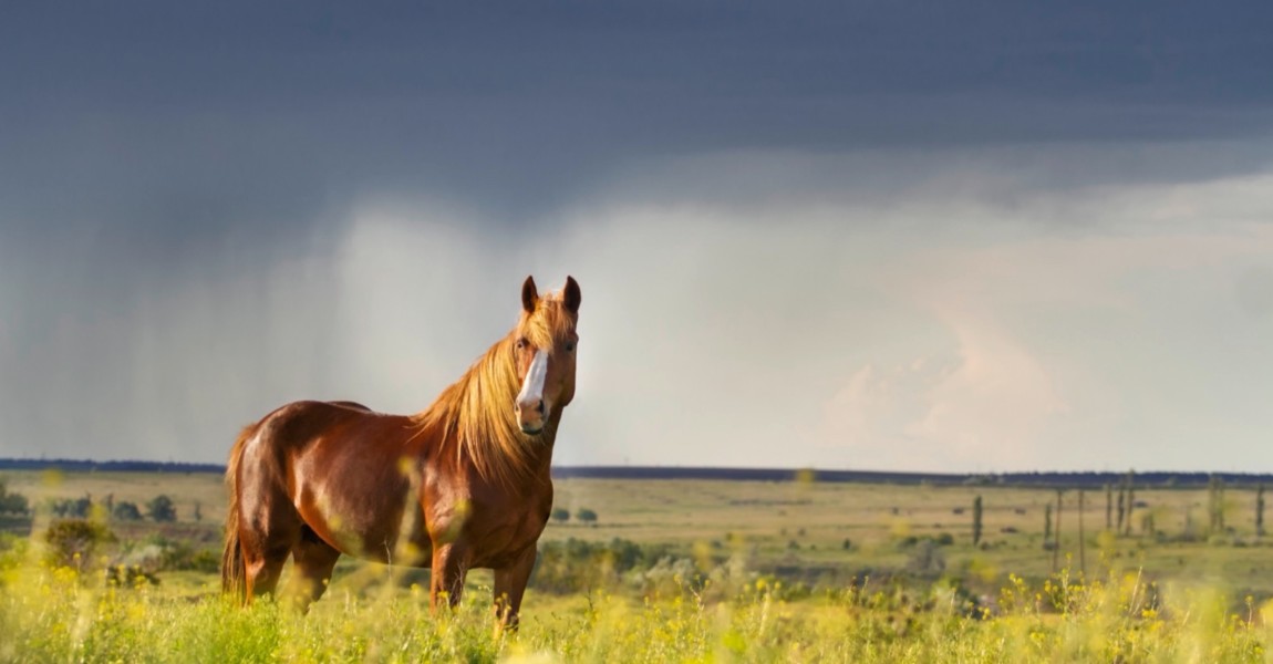 Red horse with long mane in flower field against rainy dark sky 