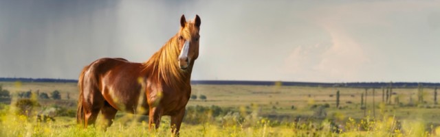 Red horse with long mane in flower field against rainy dark sky 