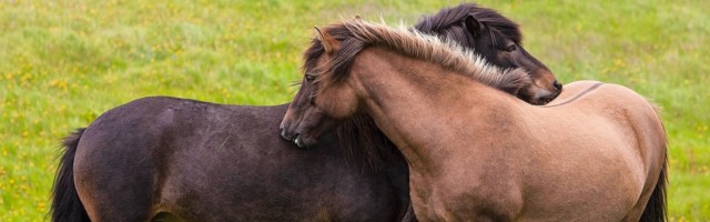 Zwei Islandpferde (Equus ferus caballus) bei der gegenseitigen Fellpflege, Vestrahorn, Island, Europa *** Two Icelandic Zwei Islandpferde Equus ferus caballus bei der gegenseitigen Fellpflege, Vestrahorn, Island, Europa *** Two Icelandic horses Equus ferus caballus grooming each other, Vestrahorn, Iceland, Europe Copyright: imageBROKER/StefanxZiese iblszi05050993.jpg Bitte beachten Sie die gesetzlichen Bestimmungen des deutschen Urheberrechtes hinsichtlich der Namensnennung des Fotografen im direkten Umfeld der Verˆffentlichung! 