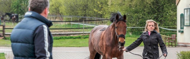 26 04 2018 Wardow Mecklenburg Vorpommern GER Pferd wird vor einem Tierarzt auf Asphaltboden vor 26.04.2018, Wardow, Mecklenburg-Vorpommern, GER - Pferd wird vor einem Tierarzt auf Asphaltboden vorgetrabt. (an der Hand, Anamnese, Anamneseuntersuchung, Ankaufsuntersuchung, Asphalt, Asphaltboden, Beton, bewegen, Bewegung, Boden, Diagnose, Diagnostik, Frau, Gangart, lahm, Lahmheitspruefung, Lahmheitsueberpruefung, Pferd, Pferdepflegerin, pruefen, Pruefung, Steinboden, Tiermedizin, Trab, traben, ueberpruefen, Ueberpruefung, untersuchen, Untersuchung, Veterinaermedizin, vortraben, Vortraben, Warmblueter, Warmblut, Tierarzt, Veterinaer, Veterin‰r, pr¸fen, Pr¸fung, ¸berpr¸fen, ‹berpr¸fung, Lahmheitspr¸fung, Lahmheits¸berpr¸fung, Warmbl¸ter, Veterin‰rmedizin) 180426D212WARDOW.JPG *** 26 04 2018 Wardow Mecklenburg-Vorpommern GER Horse being pre-tucked on a tarmac in front of a veterinarian on anamnesis anamnesis check-up asphalt 