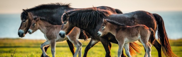 Family of wild horses, Exmoor, Langeland, Denmark 