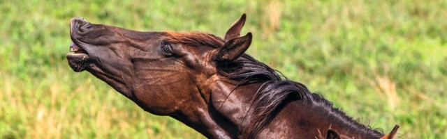 11 08 2016 Graditz Sachsen GER Pferd flehmt Gestuet Graditz Pferd Warmblut Warmblueter fl 11.08.2016, Graditz, Sachsen, GER - Pferd flehmt. Gestuet Graditz. (Pferd, Warmblut, Warmblueter, flehmen, fleamen, riechen, Geruchssinn, Freisteller, wittern, Witterung, Weide, Koppel, Verhalten, Verhaltensweise, Pferdeverhalten, Warmbl¸ter, fl‰men) 012D110816GRADITZ.JPG GALOPP 11 08 2016 Graditz Saxony ger Horse flehmt Stud Graditz Horse Warm blood Warm-blooded Flehmen response Smelling Sense of smell cut out wittern Weather Pasture Koppel Behavior Behaviour Horse behavior Warm-blooded fl‰men JPG Gallop 