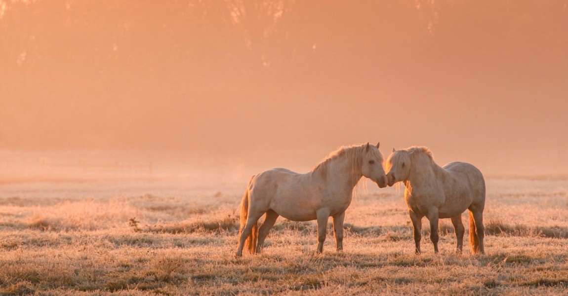 Chevaux camarguais dans une patûre gelée à l'aube et dans la brume A proximité de Noyelle, dans une pâture couverte par la première gelée de l'année, et éclairée par le soleil levant, des chevaux camargais. 