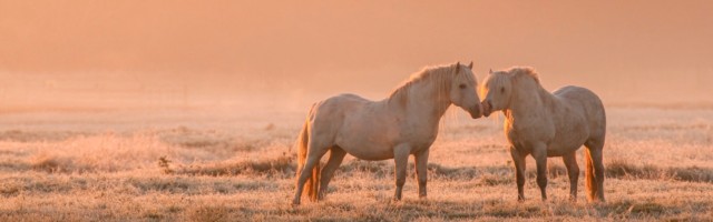 Chevaux camarguais dans une patûre gelée à l'aube et dans la brume A proximité de Noyelle, dans une pâture couverte par la première gelée de l'année, et éclairée par le soleil levant, des chevaux camargais. 