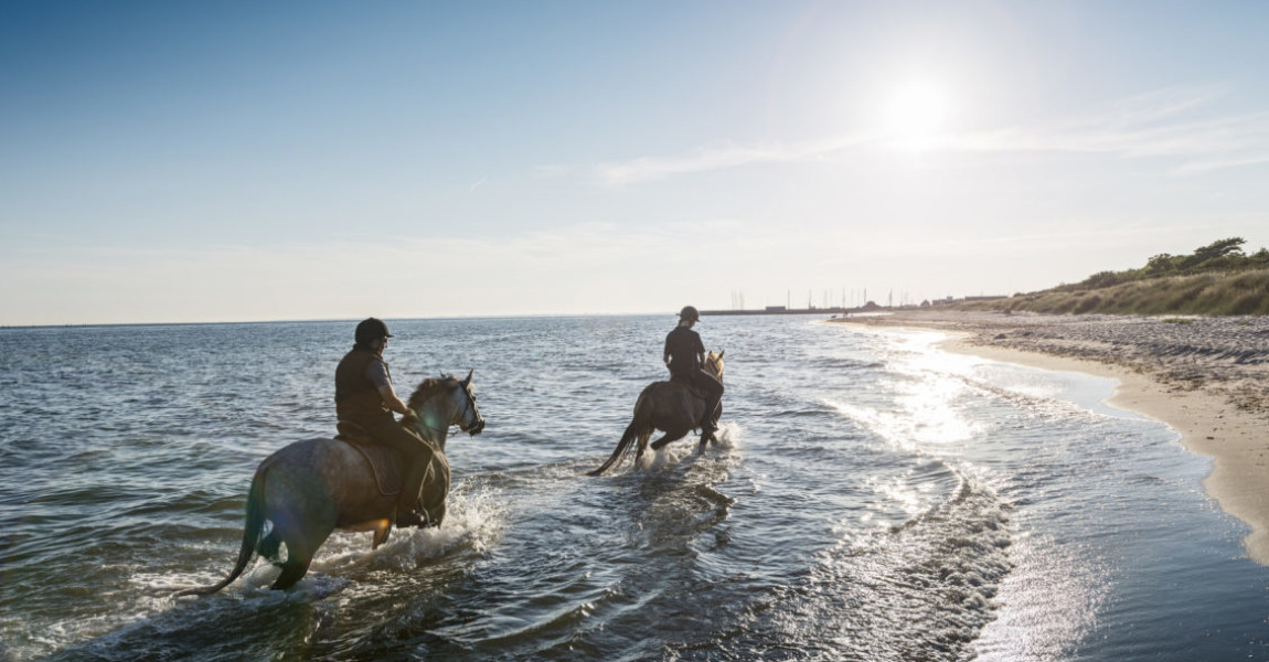 Two Horses Being Ridden on the Beach Into the Sunset. Two horses and their riders riding along in the shallow waters on the Baltic next to the beach at Klintholm Havn on the island of Møn in Denmark. Photographed in the late evening summer light they are walking into the sunset. The horses' loved being in the water giving them chance to cool off after a long day. Both riders are wearing riding gear, both with protective helmets. Colour, horizontal format with lots of copy space. 