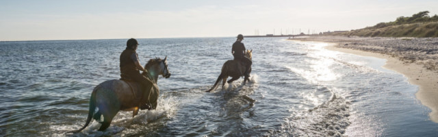 Two Horses Being Ridden on the Beach Into the Sunset. Two horses and their riders riding along in the shallow waters on the Baltic next to the beach at Klintholm Havn on the island of Møn in Denmark. Photographed in the late evening summer light they are walking into the sunset. The horses' loved being in the water giving them chance to cool off after a long day. Both riders are wearing riding gear, both with protective helmets. Colour, horizontal format with lots of copy space. 