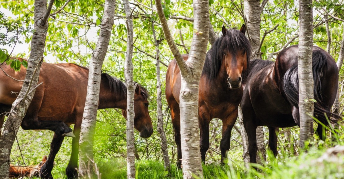 Horses in forest Italy, Liguria 