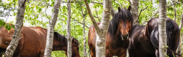 Horses in forest Italy, Liguria 