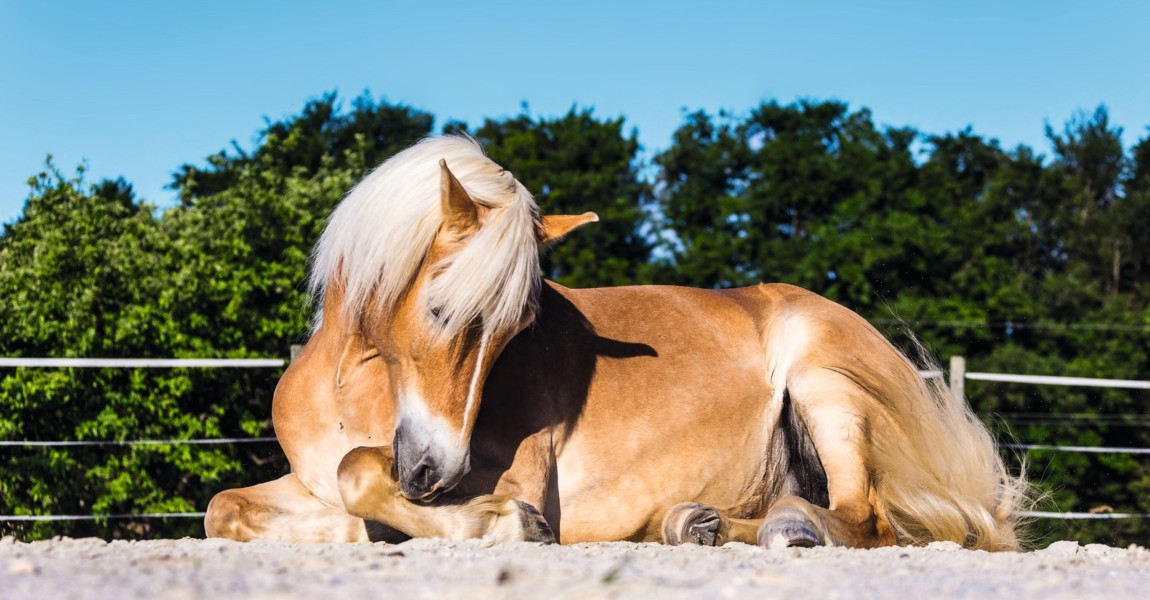 haflinger_antonin517341 