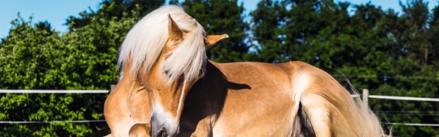 haflinger_antonin517341 