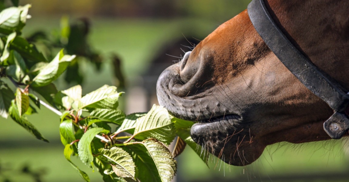 30 04 2017 Graditz Sachsen GER Detailaufnahme Pferd frisst Blaetter von einem Baum Gestuet Gr 30.04.2017, Graditz, Sachsen, GER - Detailaufnahme, Pferd frisst Blaetter von einem Baum. Gestuet Graditz. (Pferd, knabbern, fressen, Nahrungsaufnahme, Blaetter, Blatt, Hunger, hungrig, Zweige, Aeste, Detail, Detailaufnahme, Maul, rupfen, rupft, Anschnitt, ƒste, Bl‰tter) 170430D156GRADITZ.JPG GALOPP 30 04 2017 Graditz Saxony ger Details Horse eats Leaves from a Tree Stud Graditz Horse nibble Eating Food intake Leaves Sheet Hunger hungry Branches Aeste Detail Details Foot rupfen plucks Bleed Branches Leaves JPG Gallop 