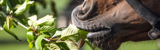 30 04 2017 Graditz Sachsen GER Detailaufnahme Pferd frisst Blaetter von einem Baum Gestuet Gr 30.04.2017, Graditz, Sachsen, GER - Detailaufnahme, Pferd frisst Blaetter von einem Baum. Gestuet Graditz. (Pferd, knabbern, fressen, Nahrungsaufnahme, Blaetter, Blatt, Hunger, hungrig, Zweige, Aeste, Detail, Detailaufnahme, Maul, rupfen, rupft, Anschnitt, ƒste, Bl‰tter) 170430D156GRADITZ.JPG GALOPP 30 04 2017 Graditz Saxony ger Details Horse eats Leaves from a Tree Stud Graditz Horse nibble Eating Food intake Leaves Sheet Hunger hungry Branches Aeste Detail Details Foot rupfen plucks Bleed Branches Leaves JPG Gallop 