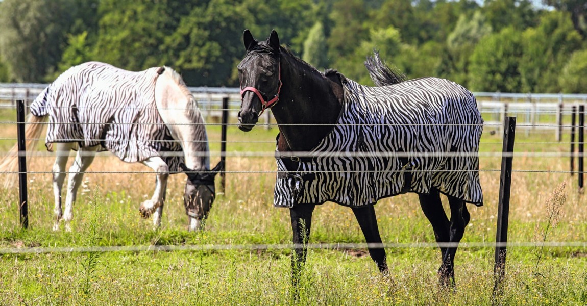 01 08 2015 Neustadt Dosse Brandenburg GER Pferde mit Zebra Fliegendecken auf der Weide Brand 01.08.2015, Neustadt (Dosse), Brandenburg, GER - Pferde mit Zebra-Fliegendecken auf der Weide. Brandenburgisches Haupt- und Landgestuet Neustadt (Dosse). (Pferde, Weide, Haltung, Pferdehaltung, Warmblut, Warmblueter, Weidesaison, Jahreszeit, Sommer, Koppel, grasen, fressen, Nahrungsaufnahme, Weidezeit, Fliegendecken, Zebra-Fliegendecken, Zebrafliegendecken, Fliegenschutz, Insektenschutz, Zebrastreifen, Schutz, geschuetzt, Sommerekzem, gesch¸tzt, Warmbl¸ter) 887D010815NEUSTADT_GESTUET.JPG GALOPP 01 08 2015 Neustadt Dosse Brandenburg ger Horses with Zebra on the Pasture Brandenburg Haupt and Landgestuet Neustadt Dosse Horses Pasture Attitude Horse stance Warm blood Warm-blooded grazing season Season Summer Koppel graze Eating Food intake grazing period Zebra Fly protection Insect repellent Zebra stripes Protection Protected summer eczema protected Warm-blooded JPG Gallop 