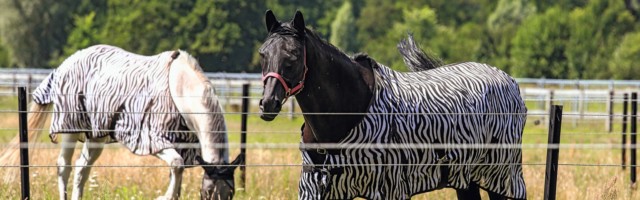 01 08 2015 Neustadt Dosse Brandenburg GER Pferde mit Zebra Fliegendecken auf der Weide Brand 01.08.2015, Neustadt (Dosse), Brandenburg, GER - Pferde mit Zebra-Fliegendecken auf der Weide. Brandenburgisches Haupt- und Landgestuet Neustadt (Dosse). (Pferde, Weide, Haltung, Pferdehaltung, Warmblut, Warmblueter, Weidesaison, Jahreszeit, Sommer, Koppel, grasen, fressen, Nahrungsaufnahme, Weidezeit, Fliegendecken, Zebra-Fliegendecken, Zebrafliegendecken, Fliegenschutz, Insektenschutz, Zebrastreifen, Schutz, geschuetzt, Sommerekzem, gesch¸tzt, Warmbl¸ter) 887D010815NEUSTADT_GESTUET.JPG GALOPP 01 08 2015 Neustadt Dosse Brandenburg ger Horses with Zebra on the Pasture Brandenburg Haupt and Landgestuet Neustadt Dosse Horses Pasture Attitude Horse stance Warm blood Warm-blooded grazing season Season Summer Koppel graze Eating Food intake grazing period Zebra Fly protection Insect repellent Zebra stripes Protection Protected summer eczema protected Warm-blooded JPG Gallop 