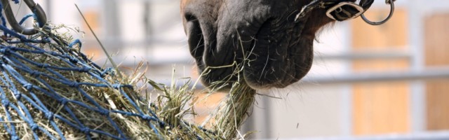 30 05 2014 Oberoderwitz Sachsen GER Detailaufnahme Pferd frisst aus einem Heunetz Pferdehof a 30.05.2014, Oberoderwitz, Sachsen, GER - Detailaufnahme, Pferd frisst aus einem Heunetz. Pferdehof am Spitzberg. (Heu, Netz, Heunetz, Raufutter, Rauhfutter, Futter, haengend, Paddock, Haltung, Pferdehaltung, Fuetterung, fuettern, fressen, Nahrungsaufnahme, Detail, Detailaufnahme, rupfen, Maul, Auslauf, h‰ngend, F¸tterung, f¸ttern) 637D300514ODERWITZ.JPG GALOPP 30 05 2014 Upper Oderwitz Saxony ger Details Horse eats out a Hay net Horse at Spitzberg Hay Network Hay net forage Feed hanging Paddock Attitude Horse stance Feeding Feed Eating Food intake Detail Details rupfen Foot Discontinued hanging Feeding feed JPG Gallop 