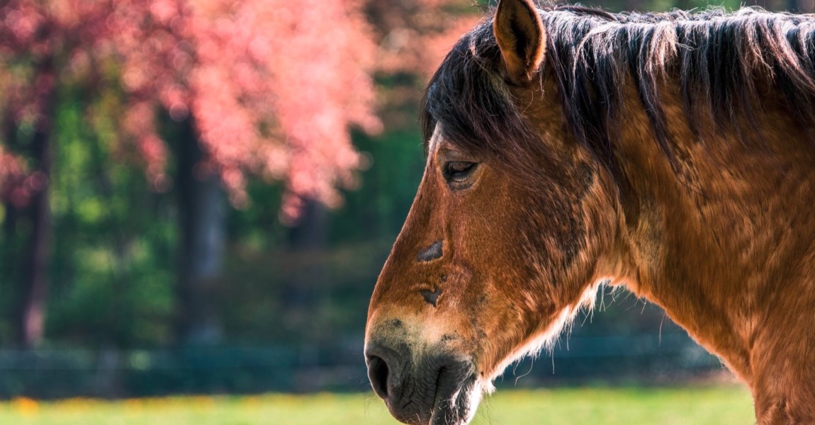 Old,Horse,With,Scars,In,A,Colourfull,Field old horse with scars in a colourfull field 