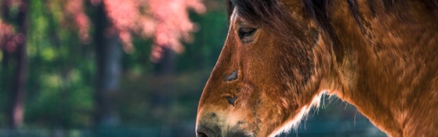 Old,Horse,With,Scars,In,A,Colourfull,Field old horse with scars in a colourfull field 