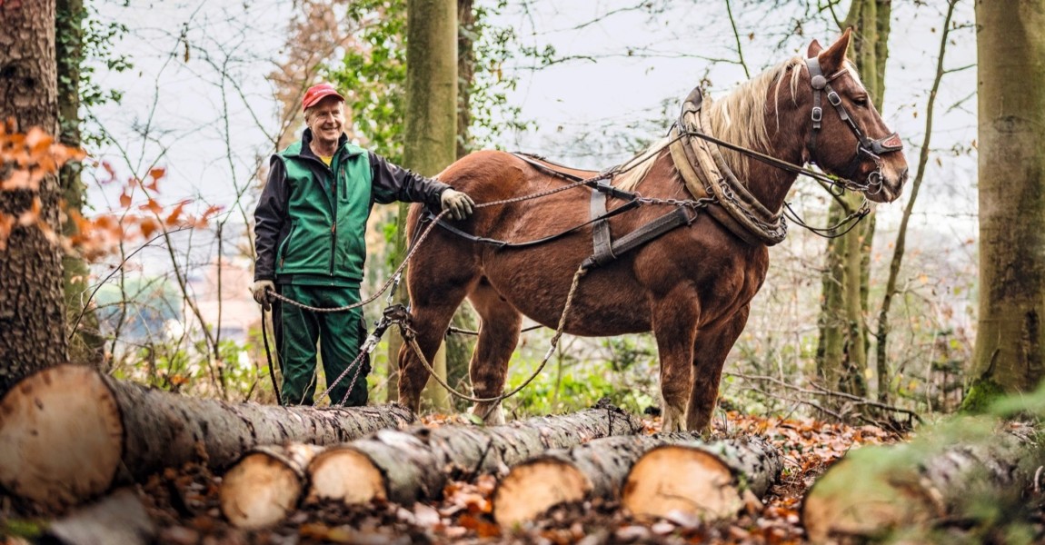 Holzrücken für das Mein Pferd Magazin Foto: DANIEL ELKE 