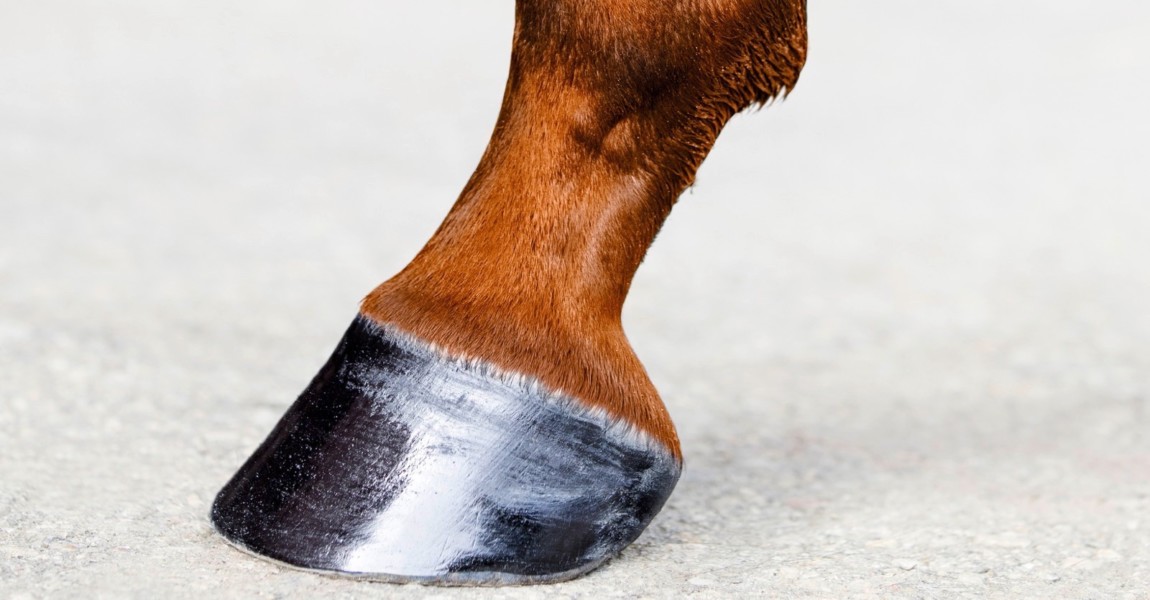 Horse leg with hoof. Skin of chestnut horse. Animal hoof close-up. Square format. 