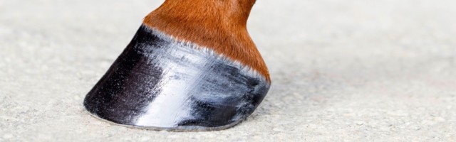 Horse leg with hoof. Skin of chestnut horse. Animal hoof close-up. Square format. 