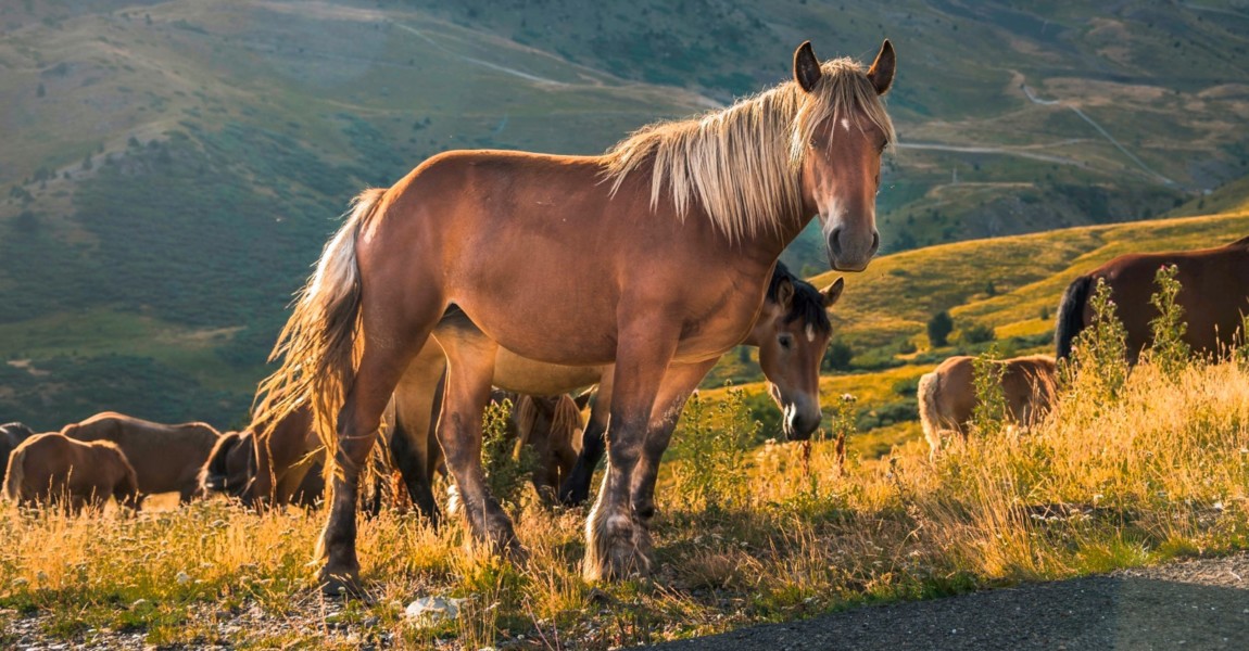 Herd of horses grazing on the pasture with high rocky mountains in the background A herd of horses grazing on the pasture with high rocky mountains in the background 