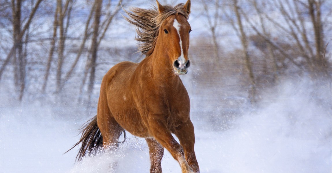 kicker sorrel colored mustang horse with flowing mane and tail running through snow with trees in the background 