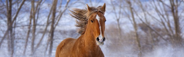 kicker sorrel colored mustang horse with flowing mane and tail running through snow with trees in the background 