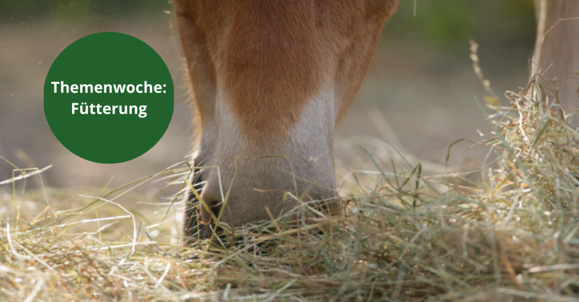 Kopie von MPF Themenwoche Beinverletzungen 