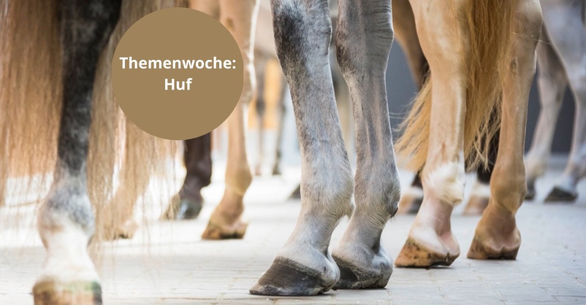 MPF Themenwoche Huf 