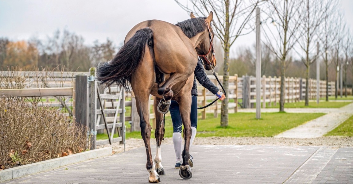 Sea Coast Pebles Z, Patteet Gudrun, BEL Sea Coast Pebles Z, Patteet Gudrun, BEL Sea Cost Stables - Moerzeke 2020 © Hippo Foto - Dirk Caremans 03/02/2020 