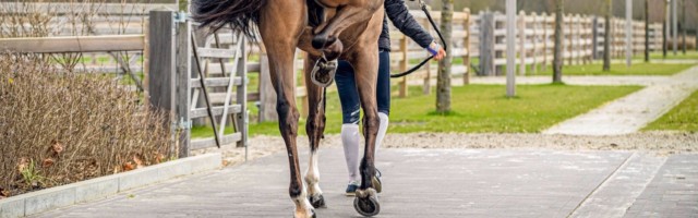 Sea Coast Pebles Z, Patteet Gudrun, BEL Sea Coast Pebles Z, Patteet Gudrun, BEL Sea Cost Stables - Moerzeke 2020 © Hippo Foto - Dirk Caremans 03/02/2020 