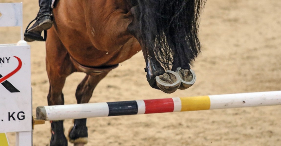 14 01 2018 Neustadt Dosse Brandenburg GER Detailaufnahme Springpferd ueber einem Steilsprung 14.01.2018, Neustadt (Dosse), Brandenburg, GER - Detailaufnahme, Springpferd ueber einem Steilsprung. 18. CSI Neustadt (Dosse). (Pferd, Springpferd, Springreiter, Springreiten, Springsport, Pferdesport, Turnier, Springturnier, Steilsprung, Sprung, springen, Rueckansicht, Hindernis, Anschnitt, Detail, Detailaufnahme, Hinterhand, Pferdebeine, Flugphase, Schwebephase, Hindernisstangen, Stangen, R¸ckansicht) 180114D125NEUSTADT_DOSSE.JPG *** 14 01 2018 Neustadt Dosse Brandenburg GER detailed view of jumping over a steep jump 18 CSI Neustadt Dosse horse spring horse equestrian show jumping show jumping Equestrian Tournament spring tournament steep jump jump jump rear view Barrier Gate Detail detail view hindquarters horse legs flight phase suspension obstacle bars Bar rear view 180114D125NEUSTADT DOSSE JPG 