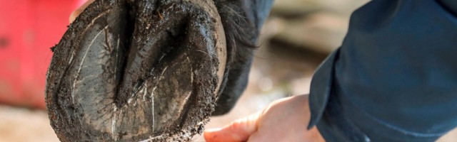 22 04 2017 Melbeck Niedersachsen GER Barhuf wird ausgekratzt Pferd Pferdepflege Huf auskra 22.04.2017, Melbeck, Niedersachsen, GER - Barhuf wird ausgekratzt. (Pferd, Pferdepflege, Huf, auskratzen, Hufkratzer, Symbol, symbolisch, Symbolik, Symbolfoto, Barhuf, Hufhorn, Strahl, Haltung, Pferdehaltung, eisenlos, unbeschlagen, Detail, Detailaufnahme, Pflege, pflegen, saeubern, Sauberkeit, Hufpflege, s‰ubern) 170422D534MELBECK.JPG GALOPP 22 04 2017 Melbeck Lower Saxony ger Barefoot will scratched Horse Horse care Hoof auskratzen hoof symbol symbolic Symbolism Symbolic image Barefoot hoof Beam Attitude Horse stance unshod Detail Details Care maintain Clean Clean Hufpflege clean JPG Gallop 