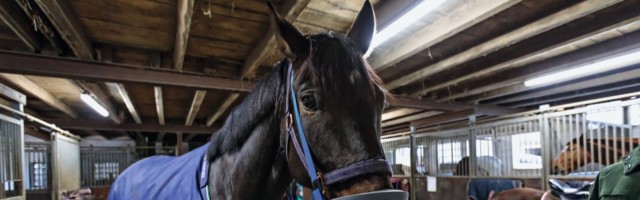 Mein Pferd Shooting für das Mein Pferd Magazin am 17.02.2020 in Gevelsberg Foto: DANIEL ELKE 